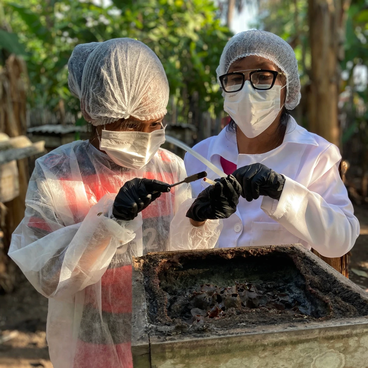 Duas mulheres realizando a colheita do mel.