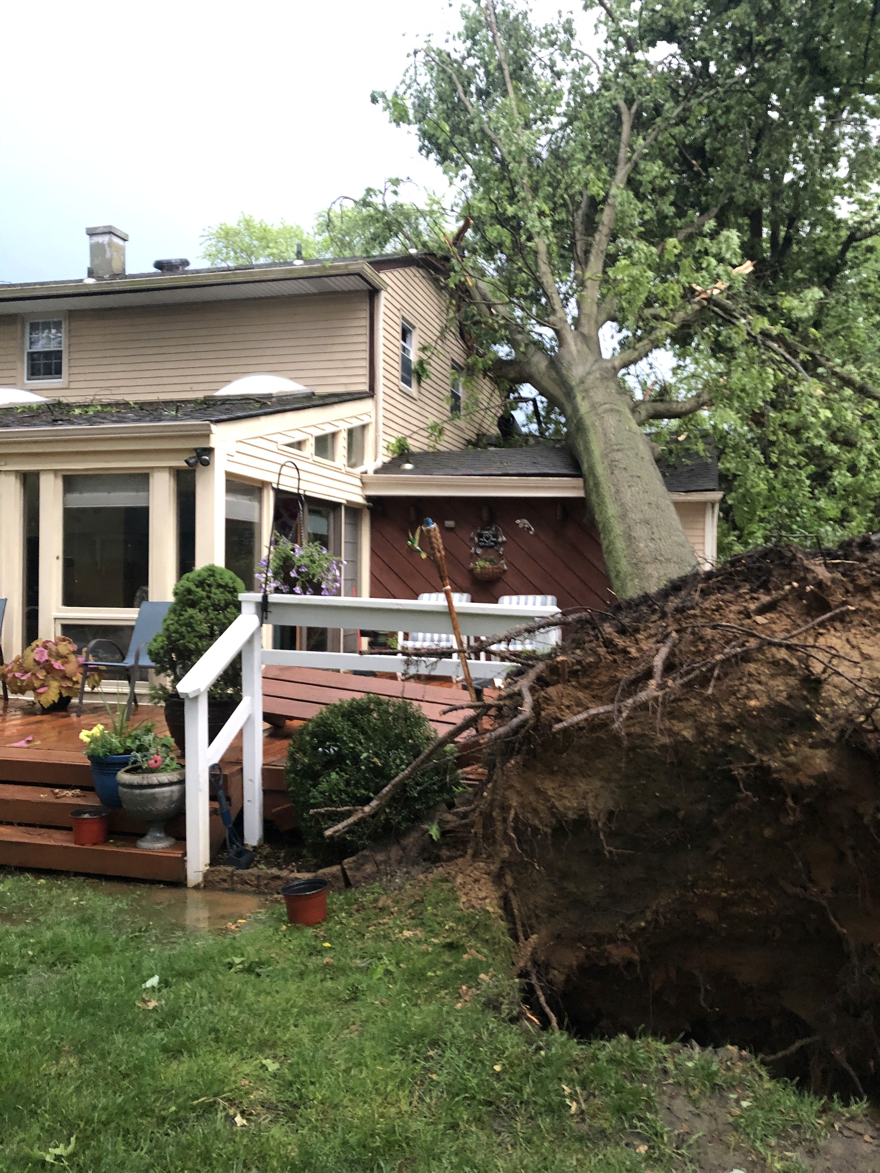 Emergency Tree Services