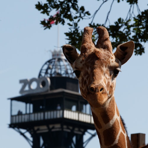 København ZOO: Spring Køen Over Billetter i Frederiksberg