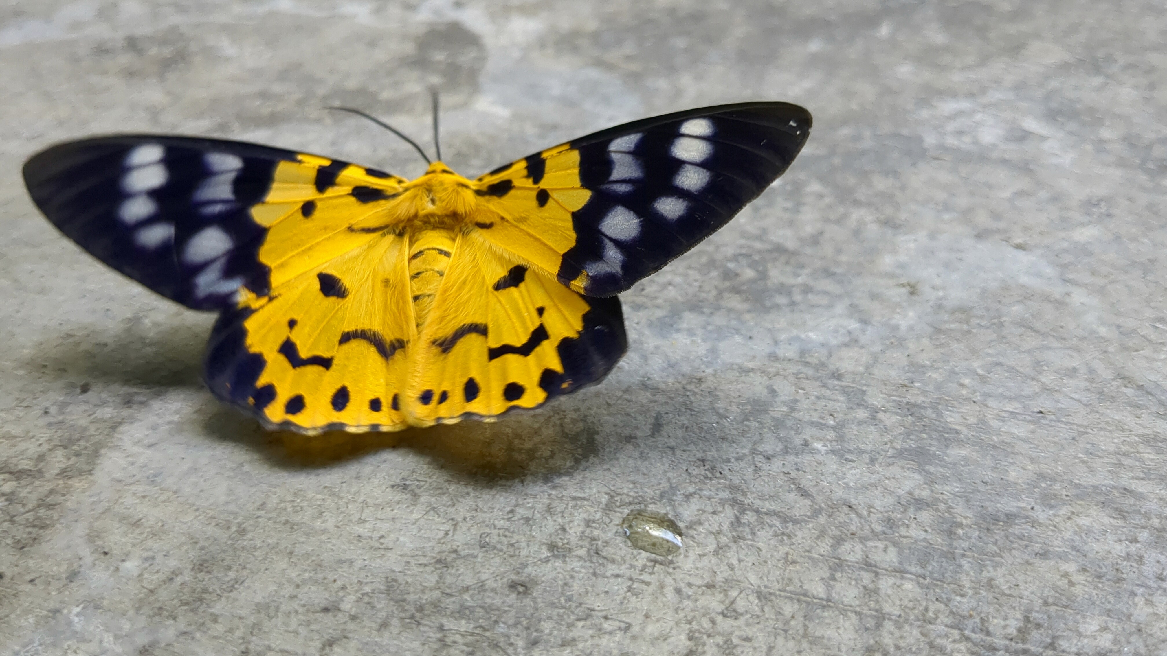 image of a butterfly sitting on the ground with yellow and black colored wings