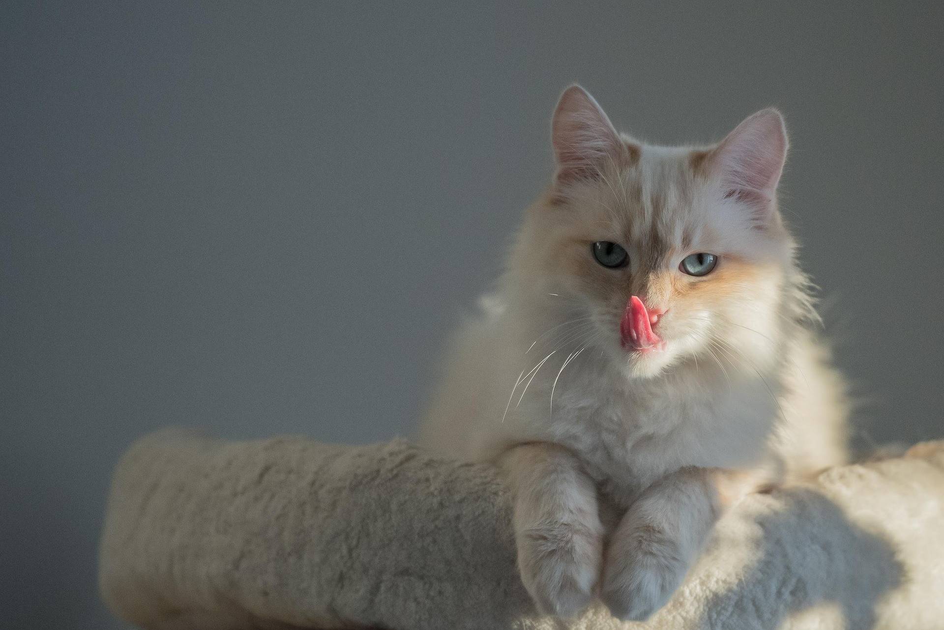 Birman Grooming Guide