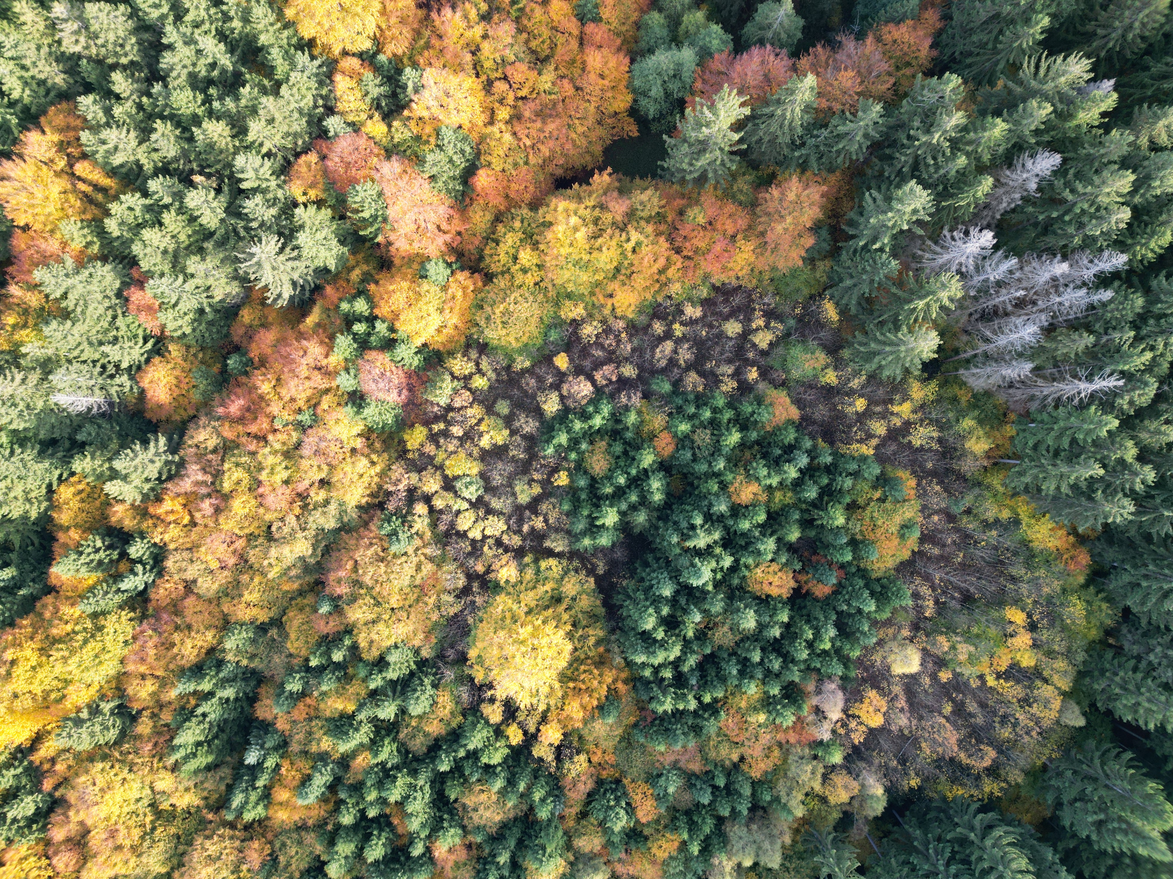 Drohnenaufnahme eines Waldes im Herbst.