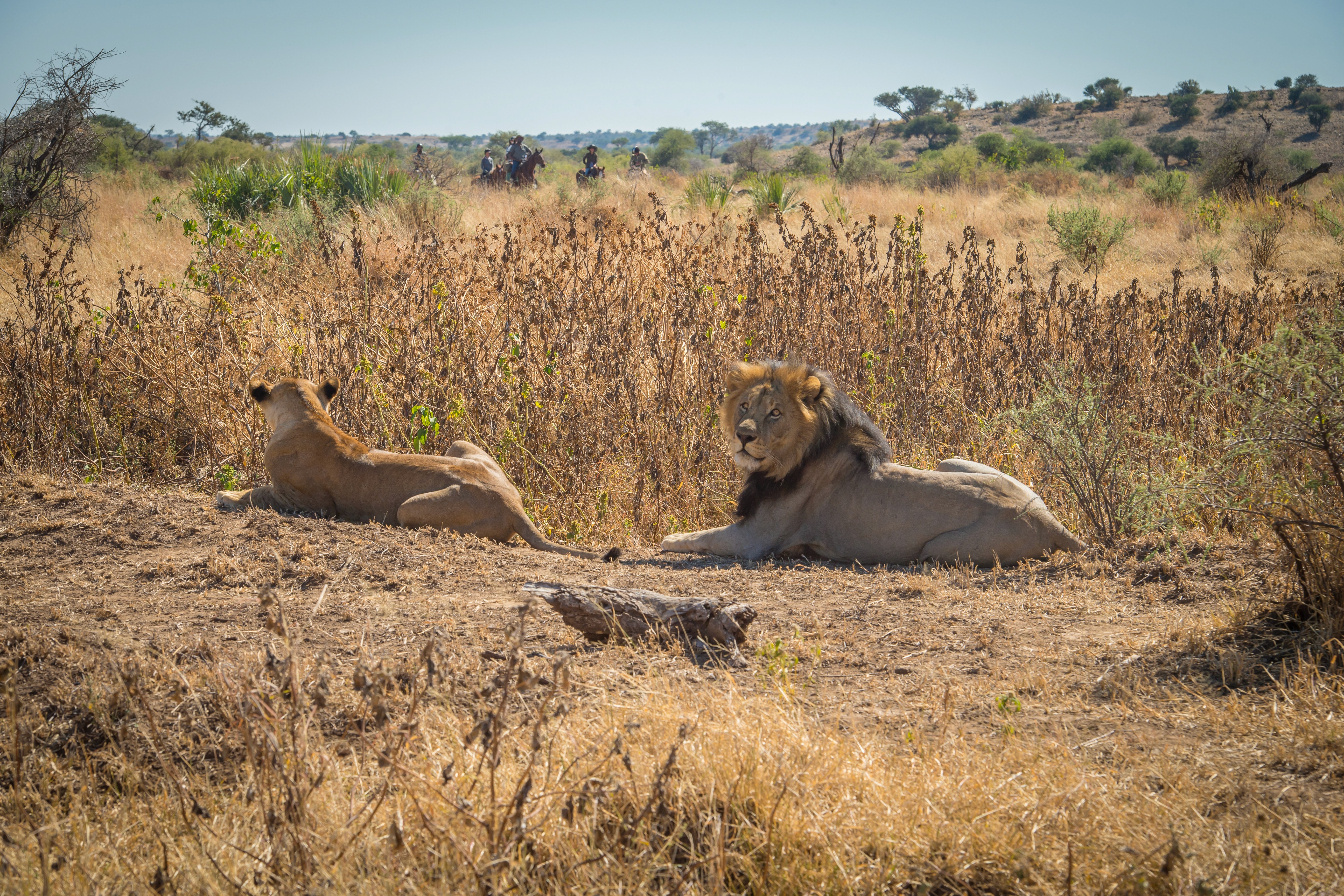 African Explorer, Botswana. Två lejon vilar i det höga gräset medan ryttare passerar på avstånd – klassisk ridsafari med chans att se savannens största rovdjur.