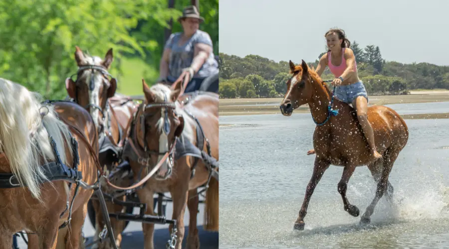 Contrasto tra stile di vita moderno complesso e connessione libera e naturale con il cavallo nella natura