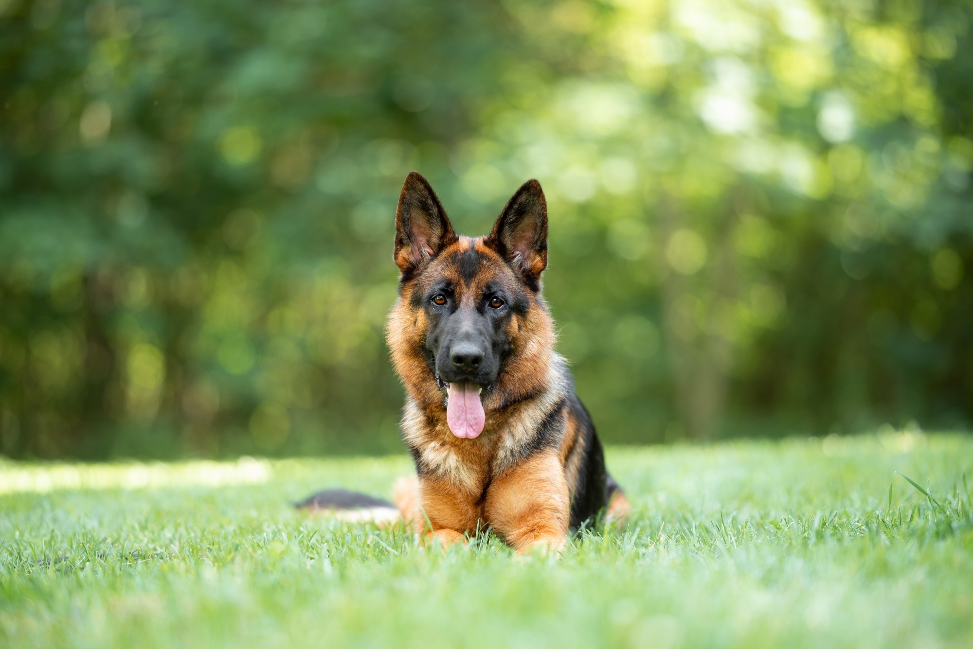 German Shepherd's Diet and Nutrition