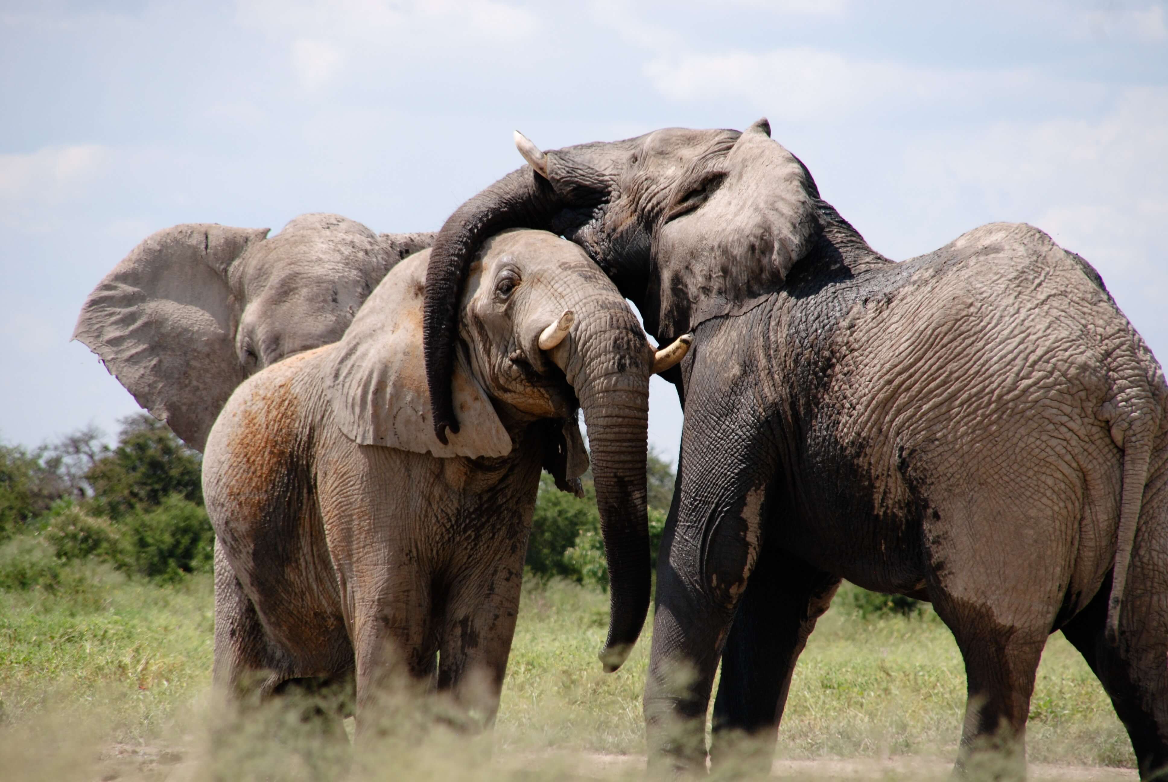 An elephant hugging another elephant with his trunk