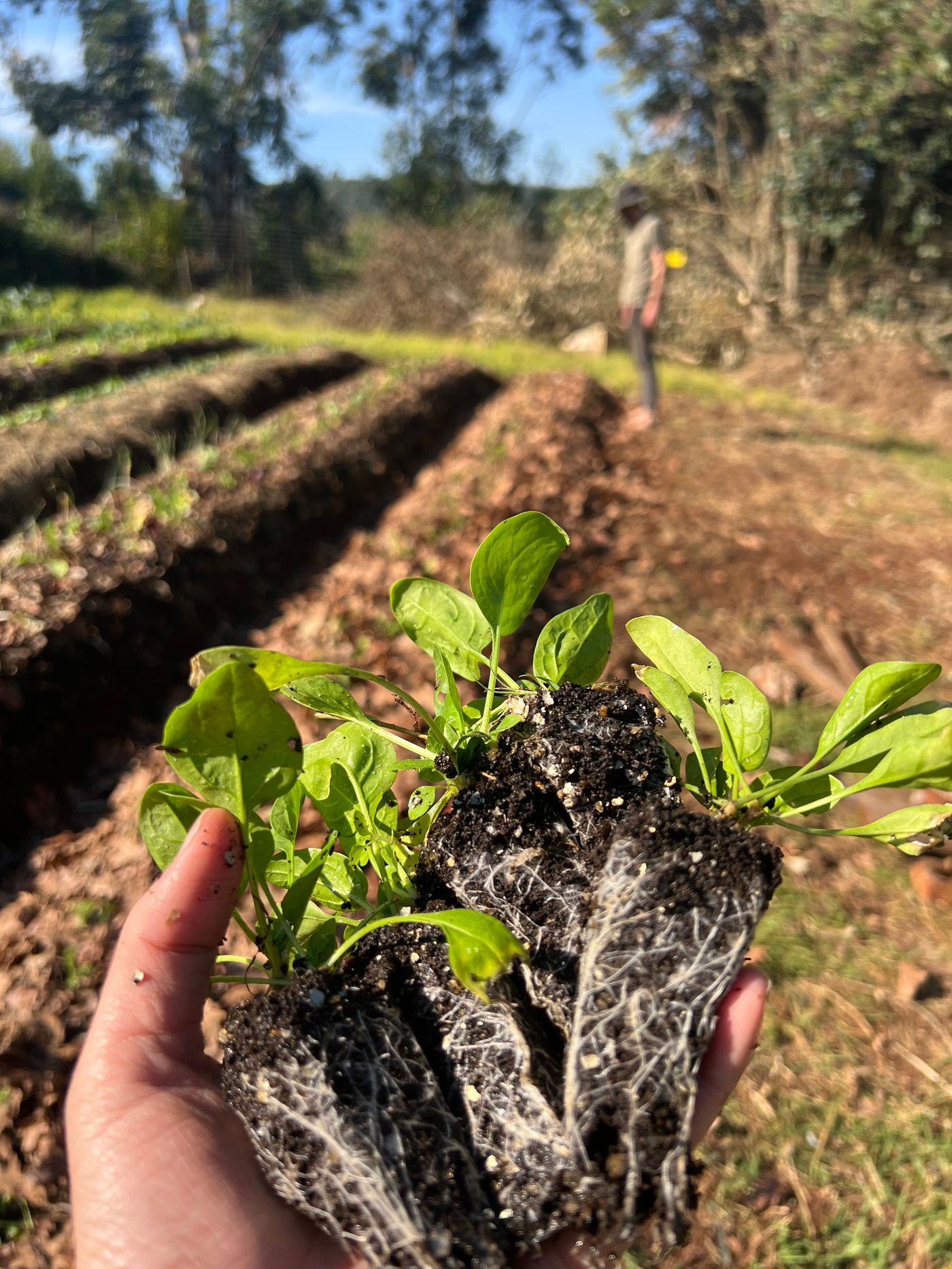 Regenerative Agriculture in South Africa: Resources