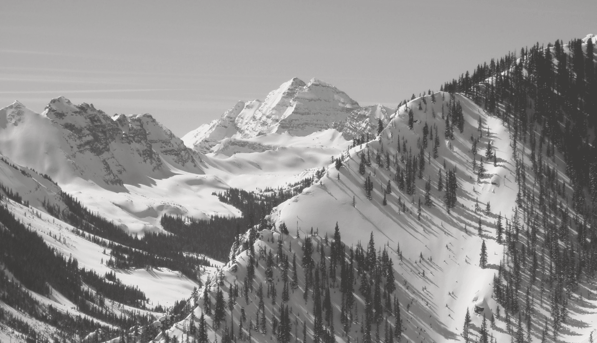 Close-up of a dark green leaf showing its textured surface and central vein against a muted background.