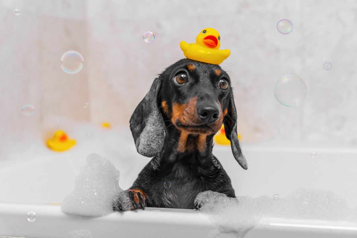 A puppy dog taking a bath with a rubber duck on its head