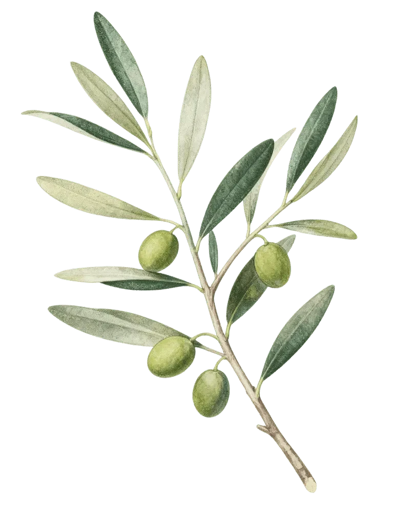 εικονογραφημένο κλαδί ελιάς