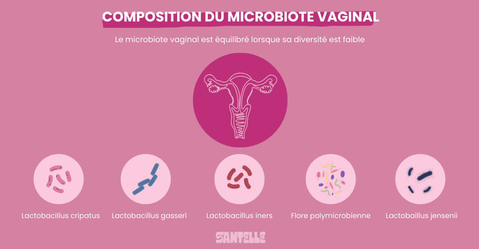 composition du microbiote vaginal