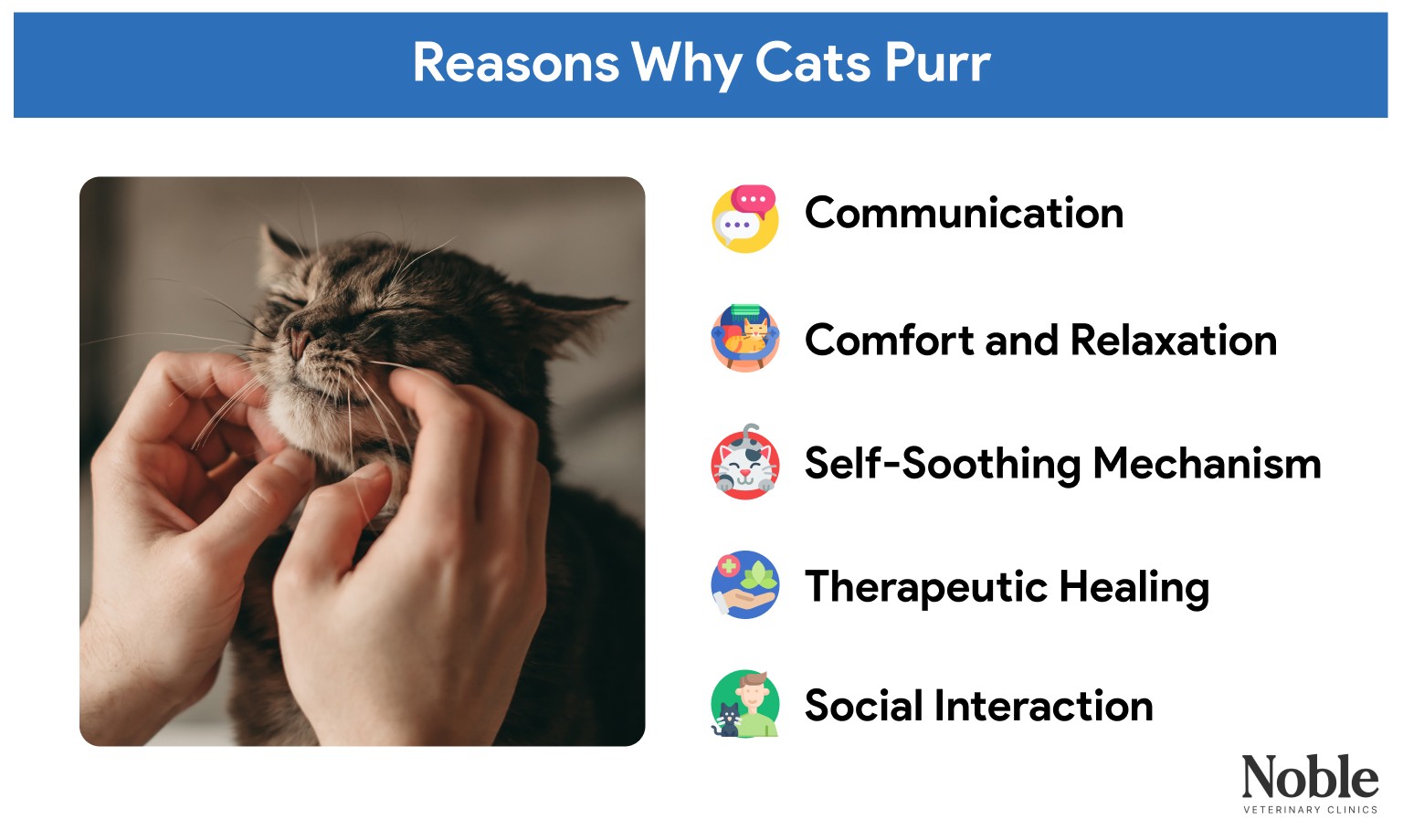 An infographic showing the reasons why cats purr.