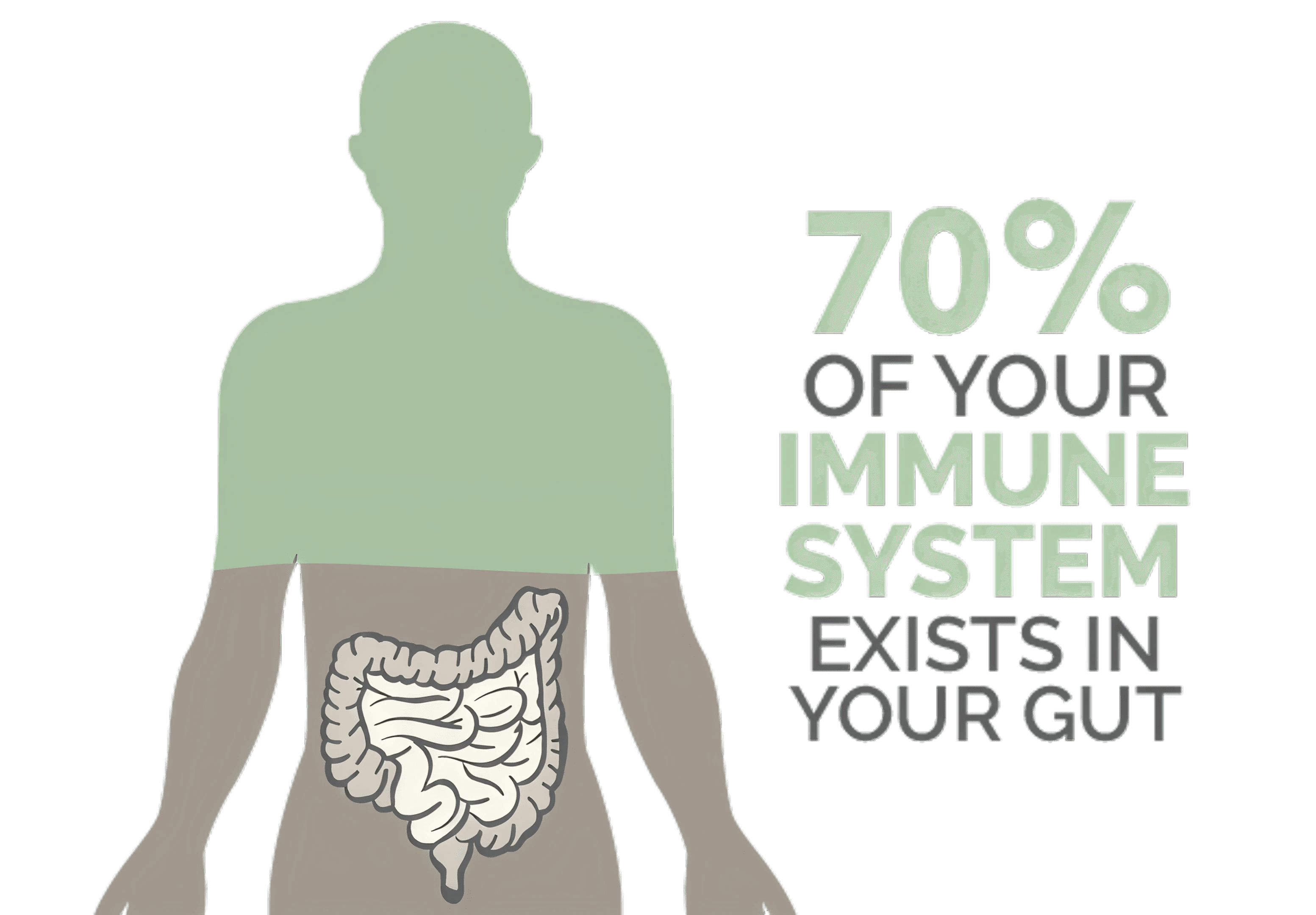 Infographic highlighting that 70% of the immune system resides in the gut.