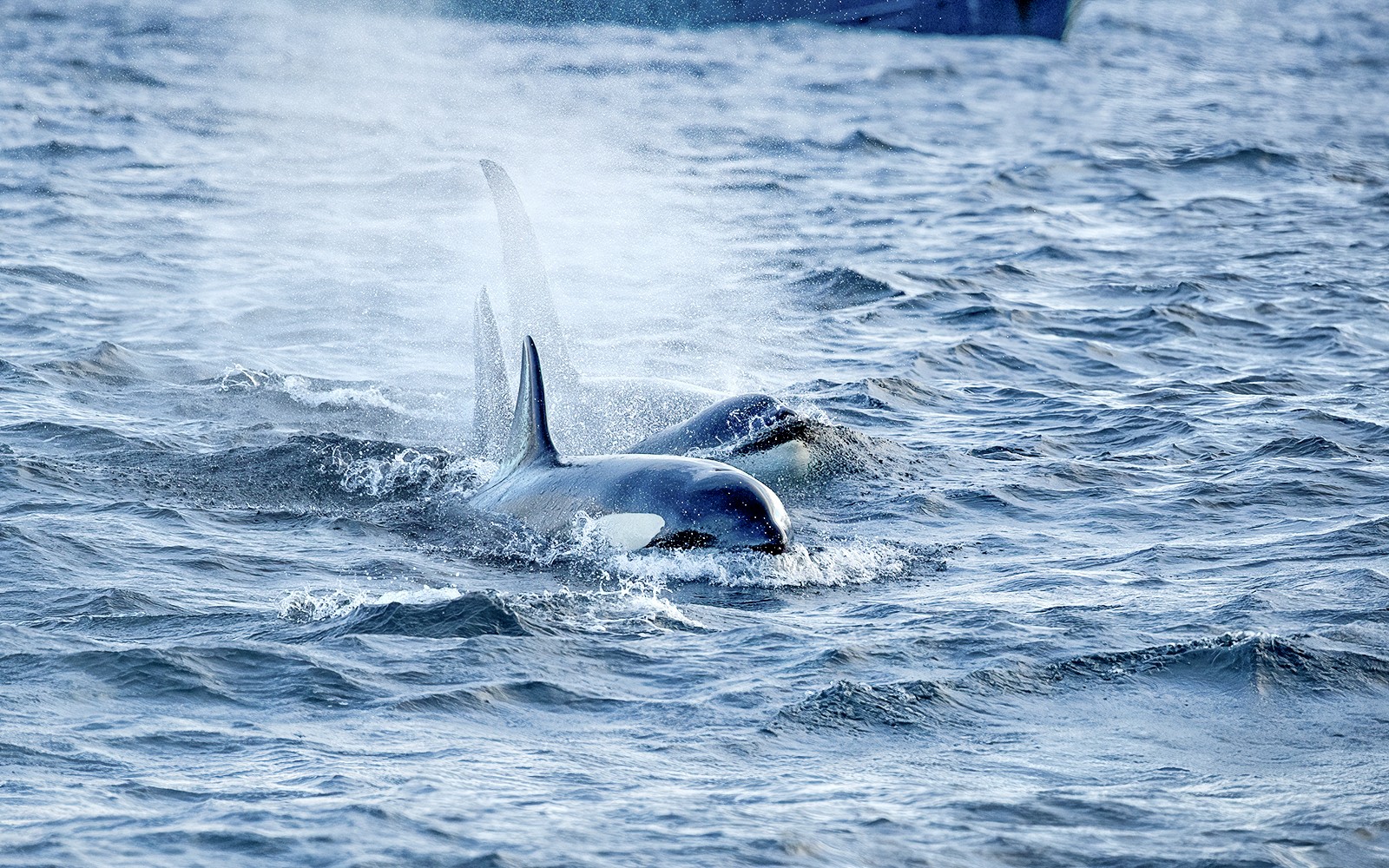 Orcas swimming in the ocean near Tromso during a whale watching tour.