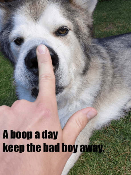 boop