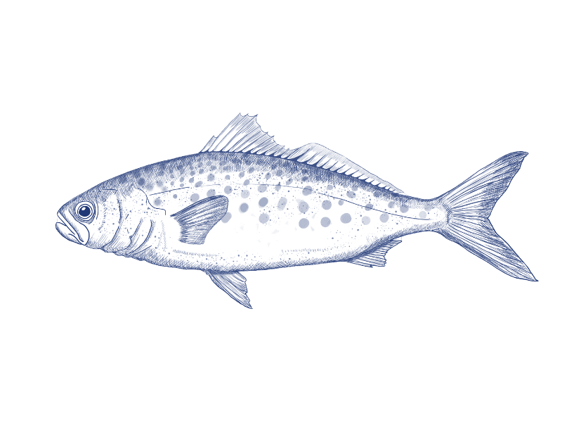 Australian salmon illustration 