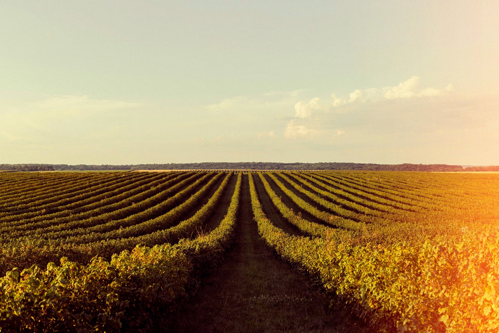 Vast vineyard with neat, parallel rows of crops under a clear sky.