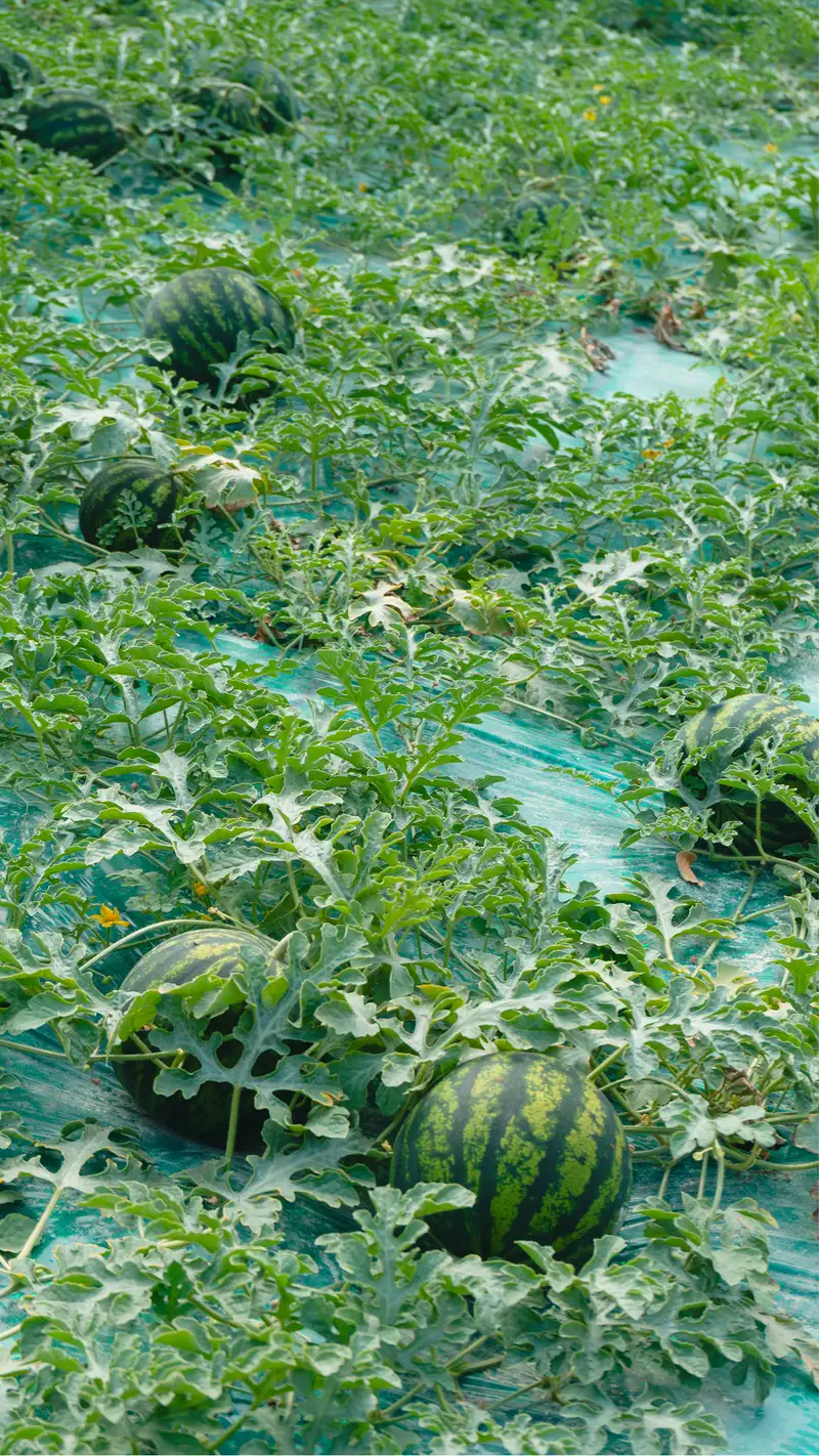 mini anguria in fase di maturazione in serra