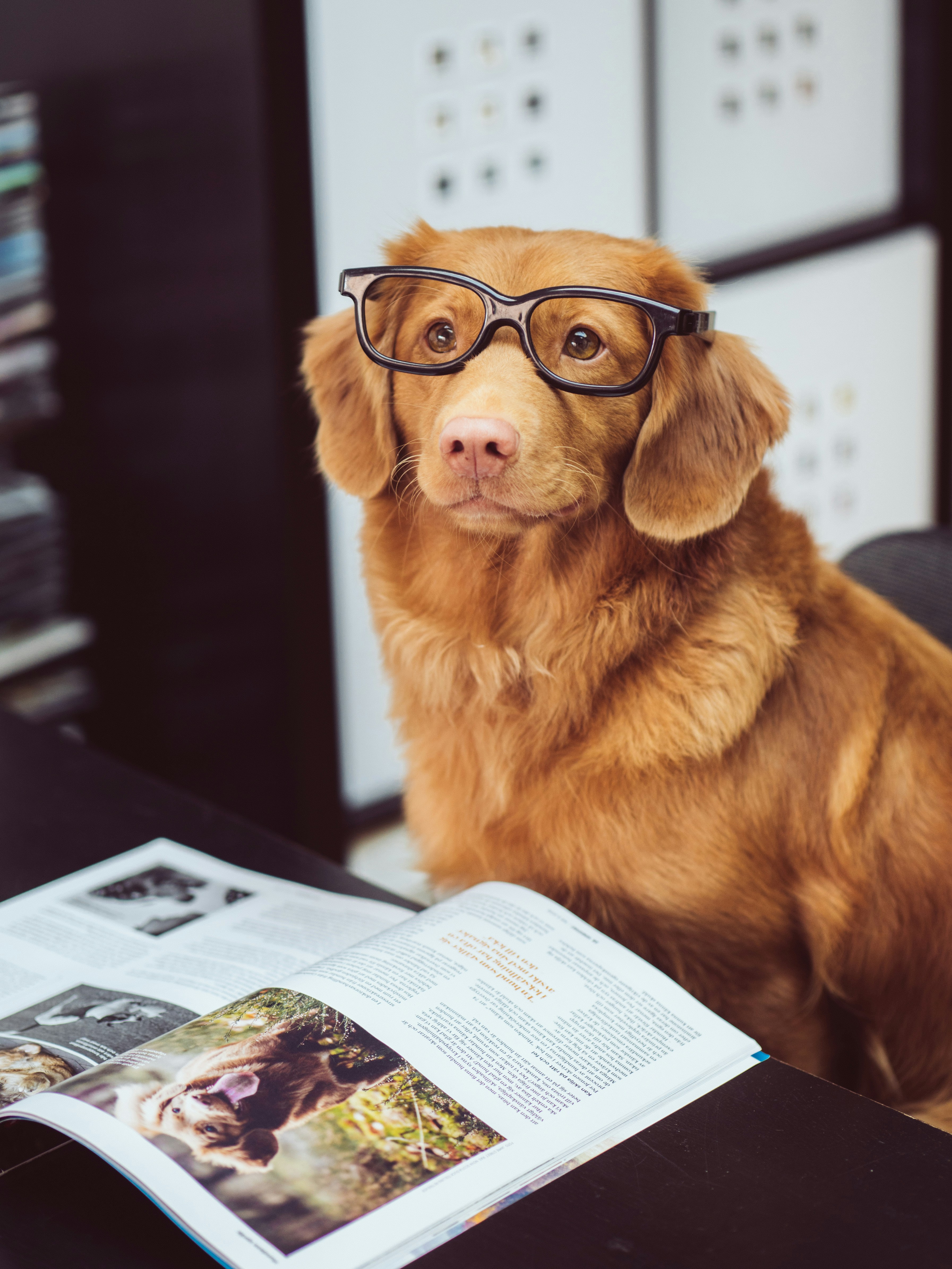 Books Themed Dog Names