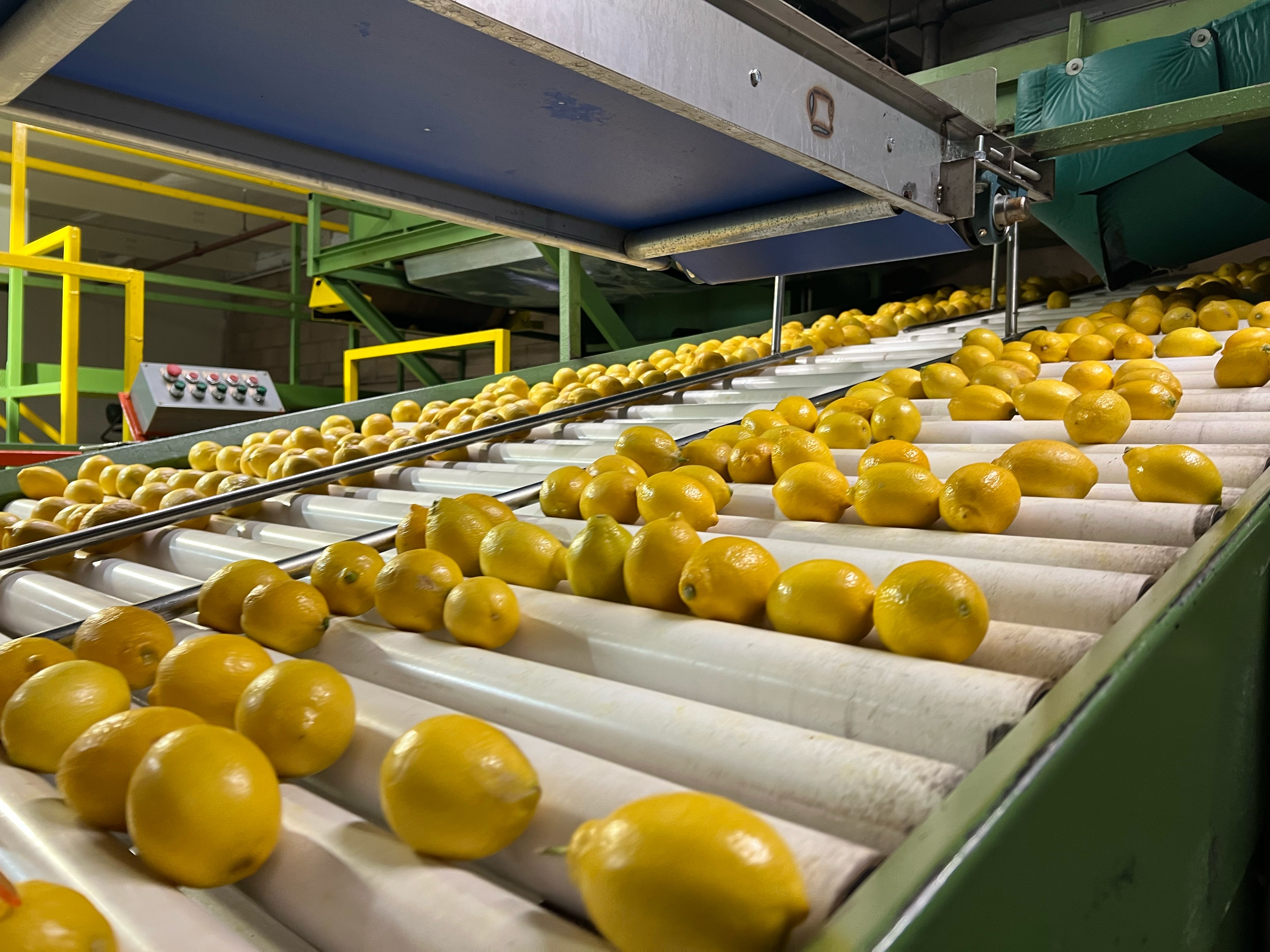 sliced orange fruit on white ceramic plate