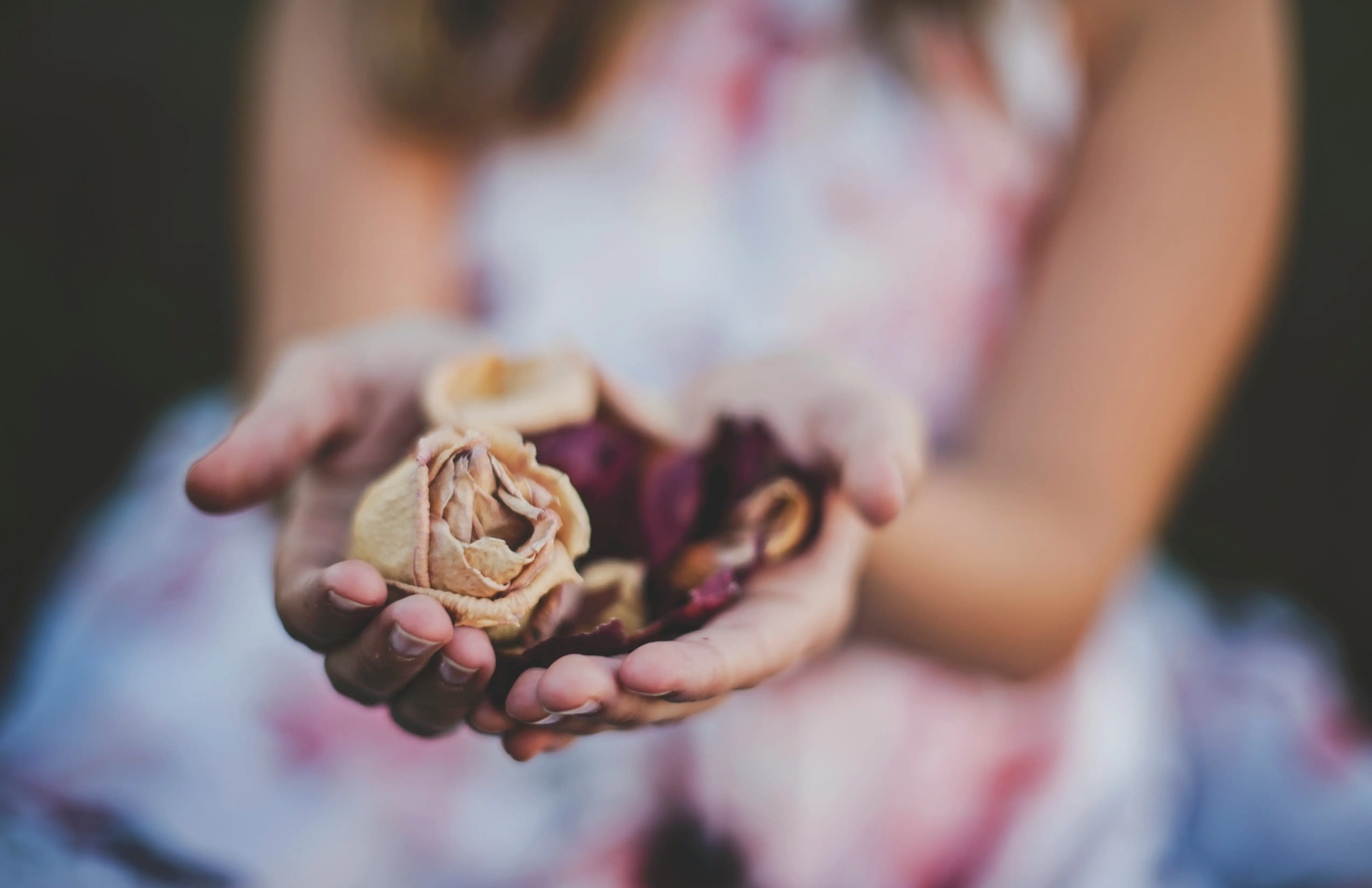 Close-up of hands gently holding dried rose petals, evoking a sense of natural beauty and serenity.