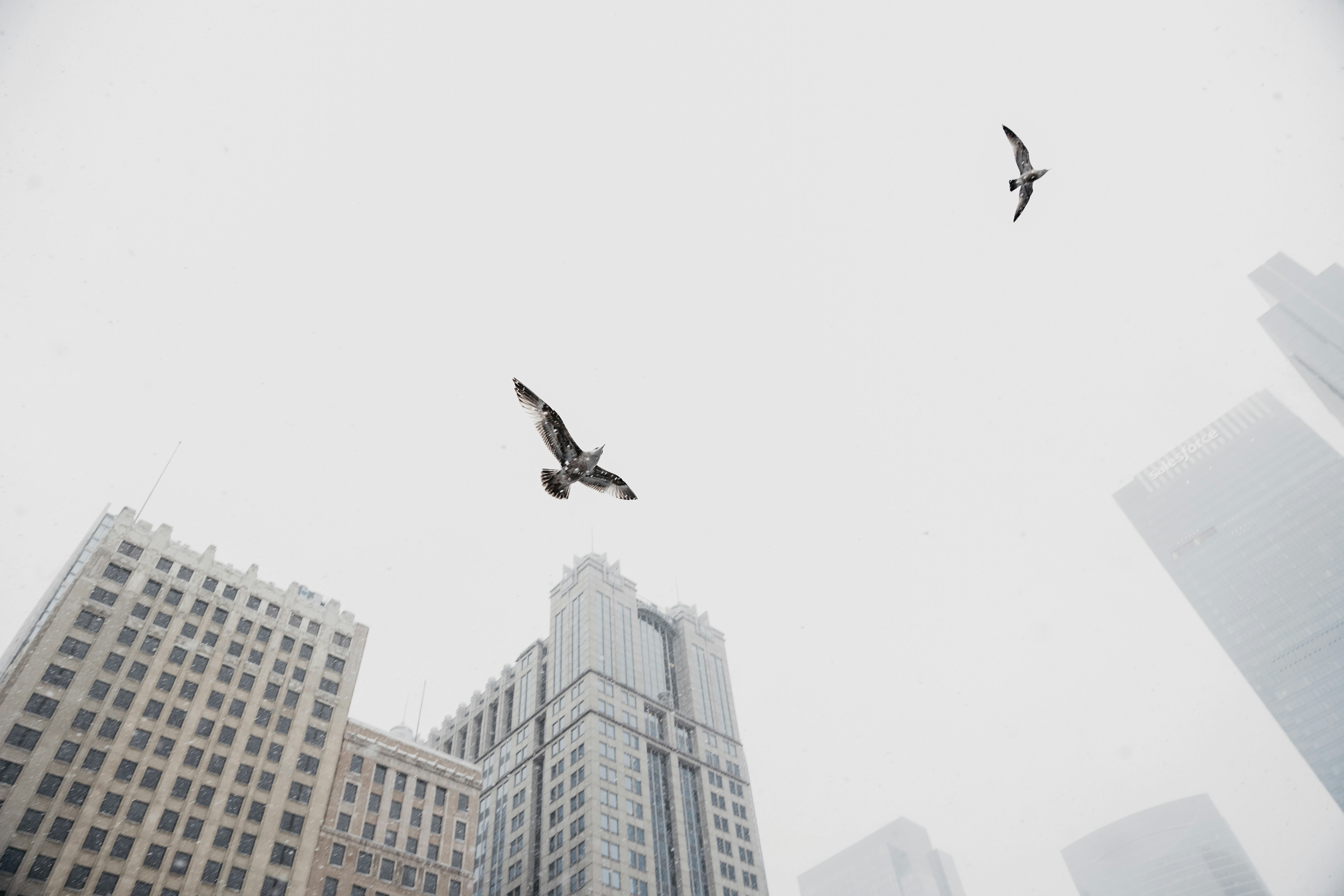 Birds fly past tall buildings on a foggy day.