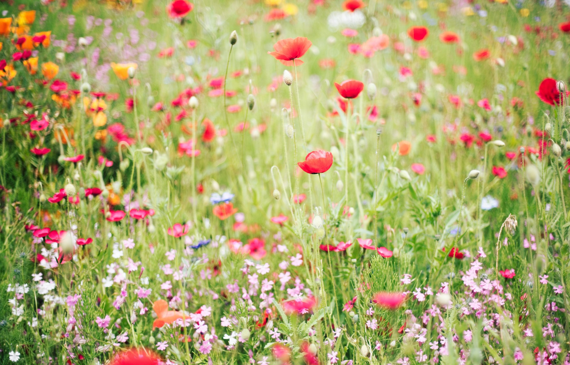 A summer meadow full of red poppies and wild flowers