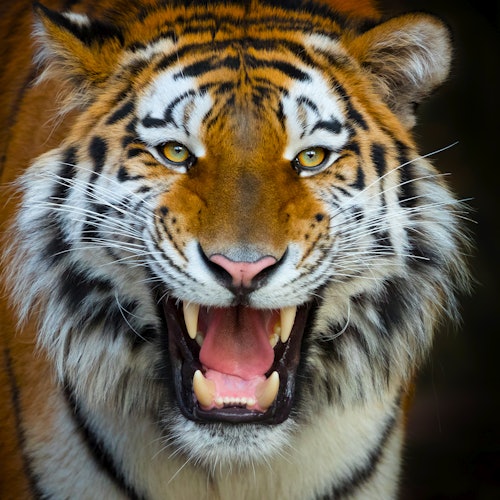 Primer plano de un tigre con la boca abierta, mostrando los dientes y una expresión concentrada, sobre un fondo oscuro.