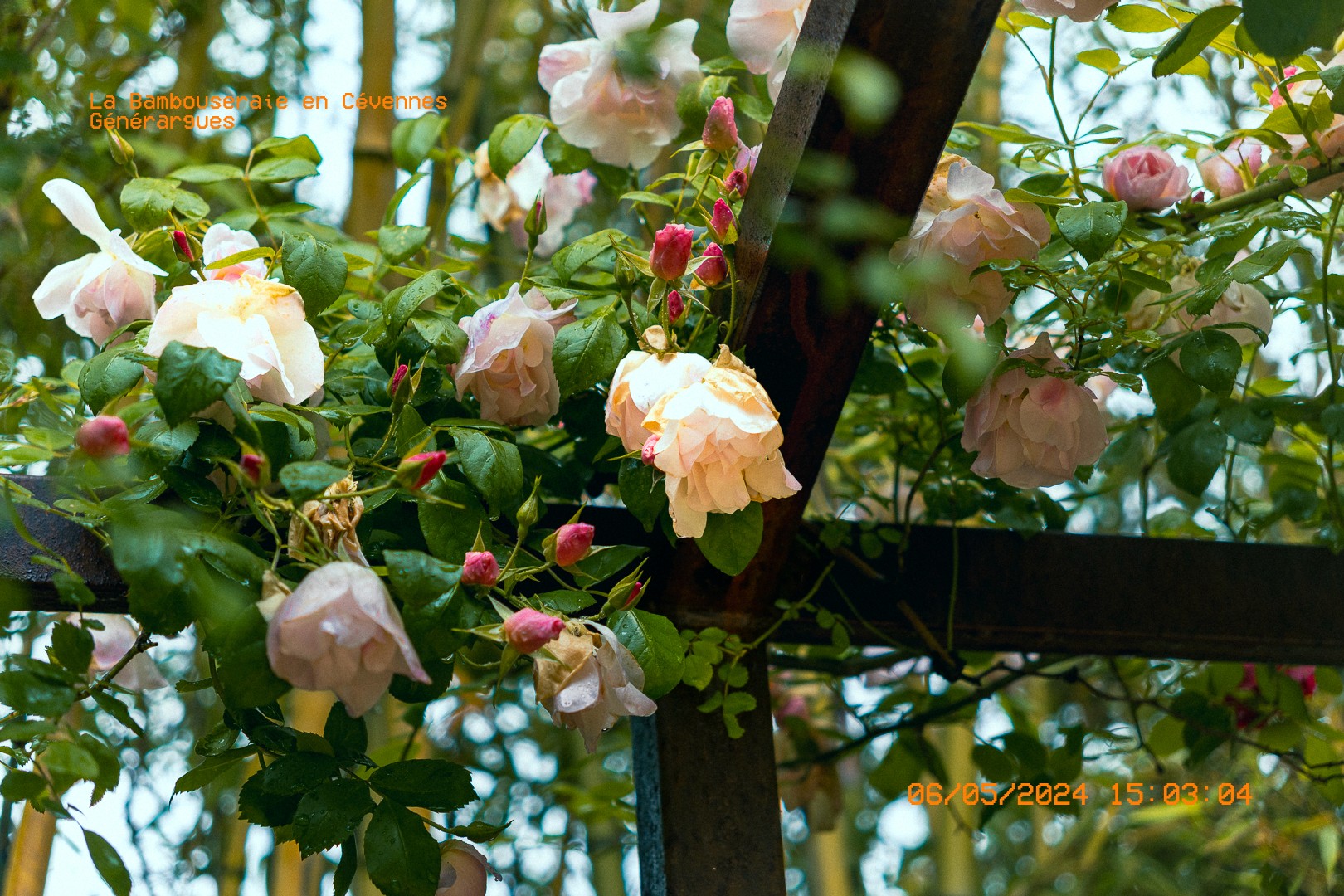 Roses roses perlées de pluie sur une pergola en bois  