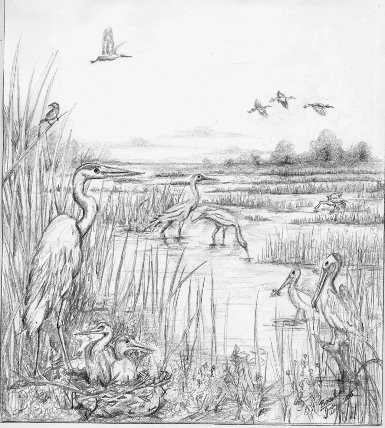 Herons and chicks in wetland habitat, detailed pencil sketch.