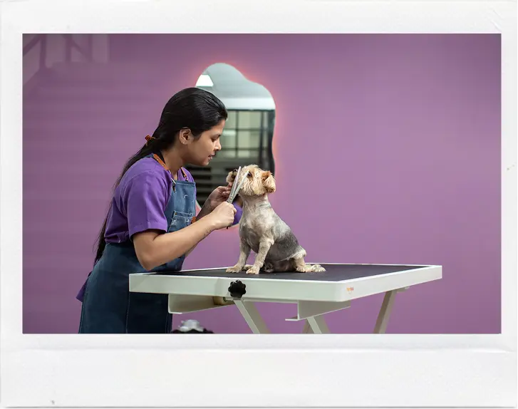 pawstreet grooming