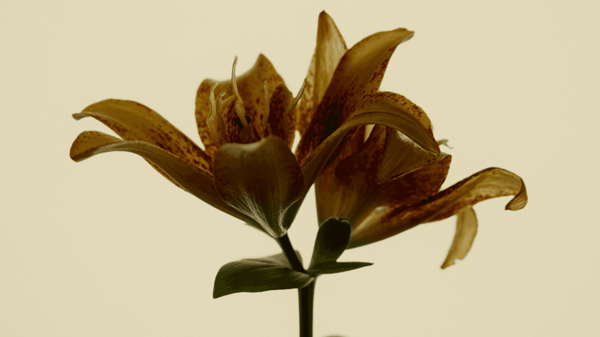 Collective Agency makes the botanicals of tonic water the subject.