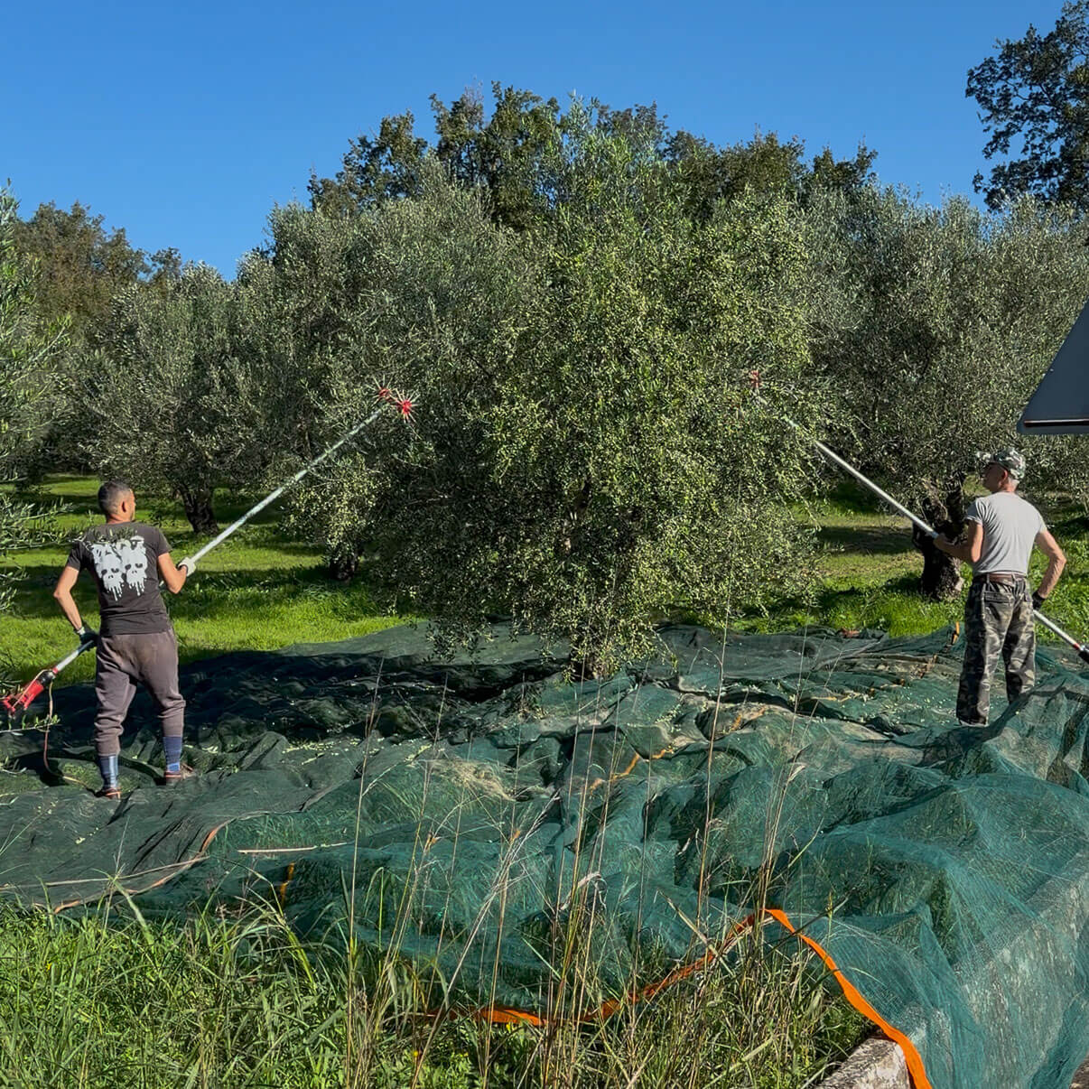 Olive farmers in the field