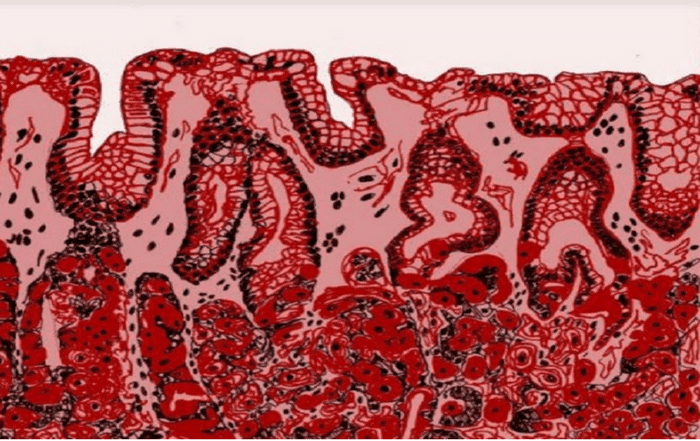 Gastric epithelium