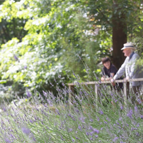 两个人站在花园的木篱笆后面，前景是高大的薰衣草植物，背景是郁郁葱葱的树木。