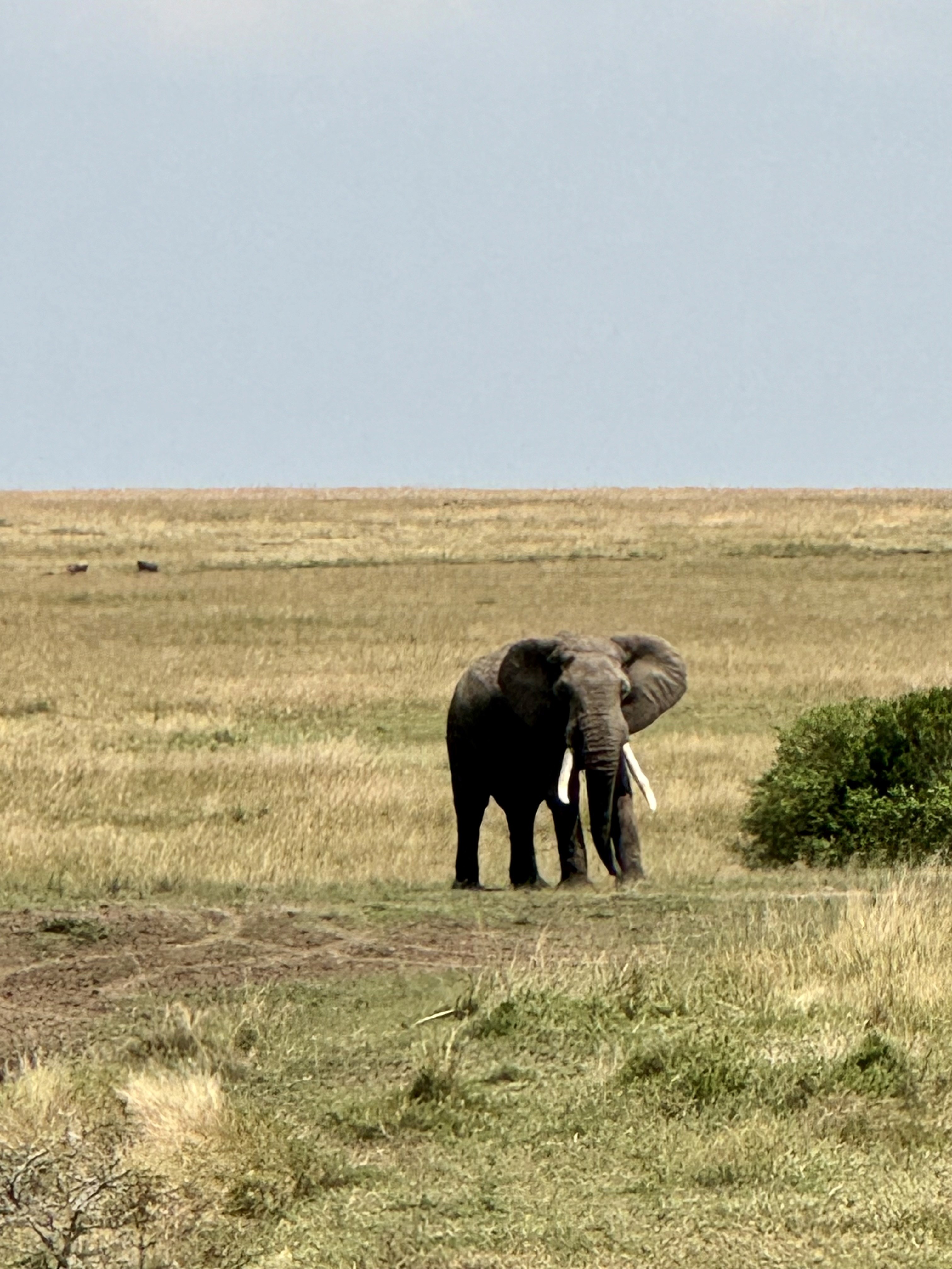 The lone ranger of the savannah