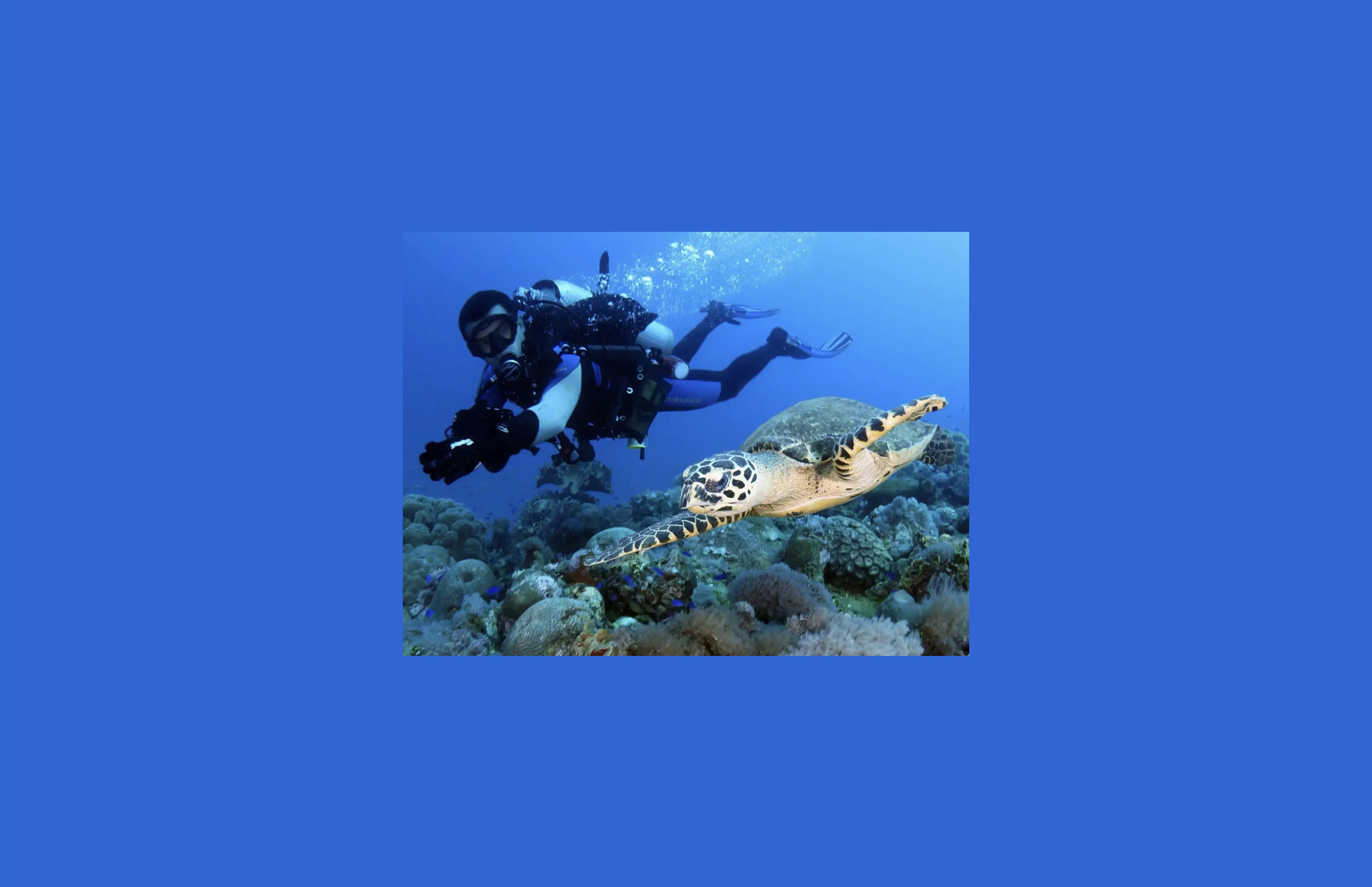 Scuba diver filming a sea turtle underwater — full dive day costs ranked in satoshis across 16 global destinations