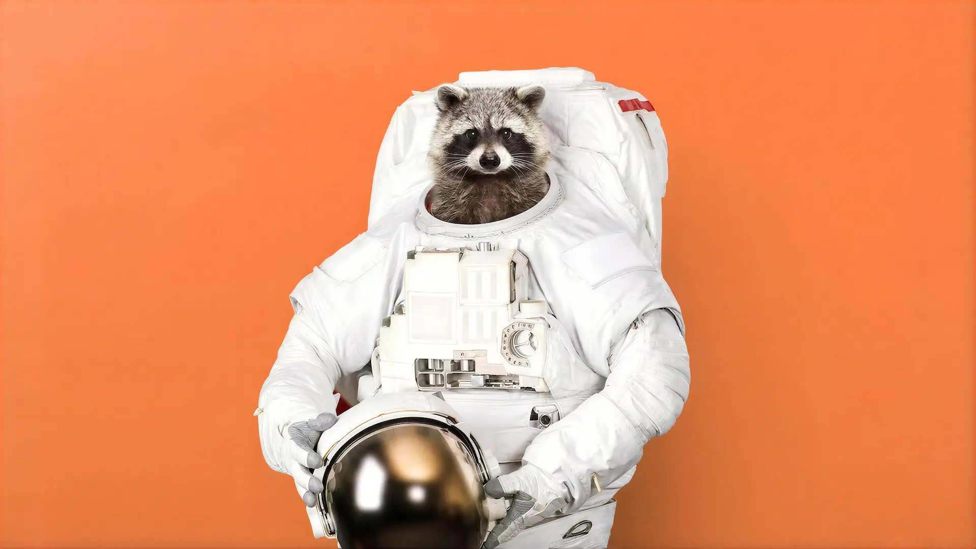 Raccoon in a white astronaut suit holding a helmet on an orange background.
