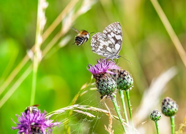 Ruinen von Machu Picchu als Symbol für das Oronos Friedenszentrum in Peru.
