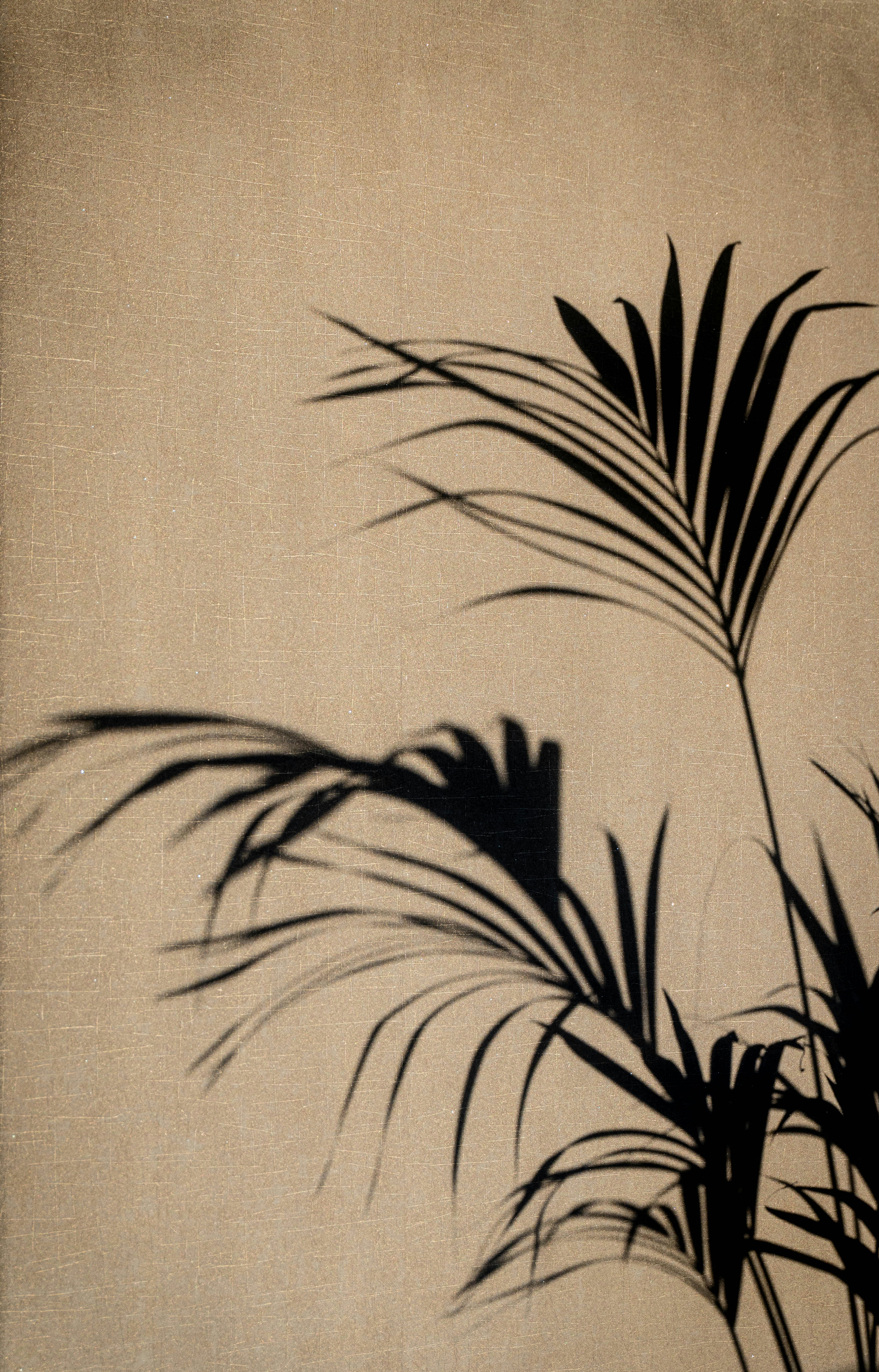Shadows of palm leaves on a textured wall