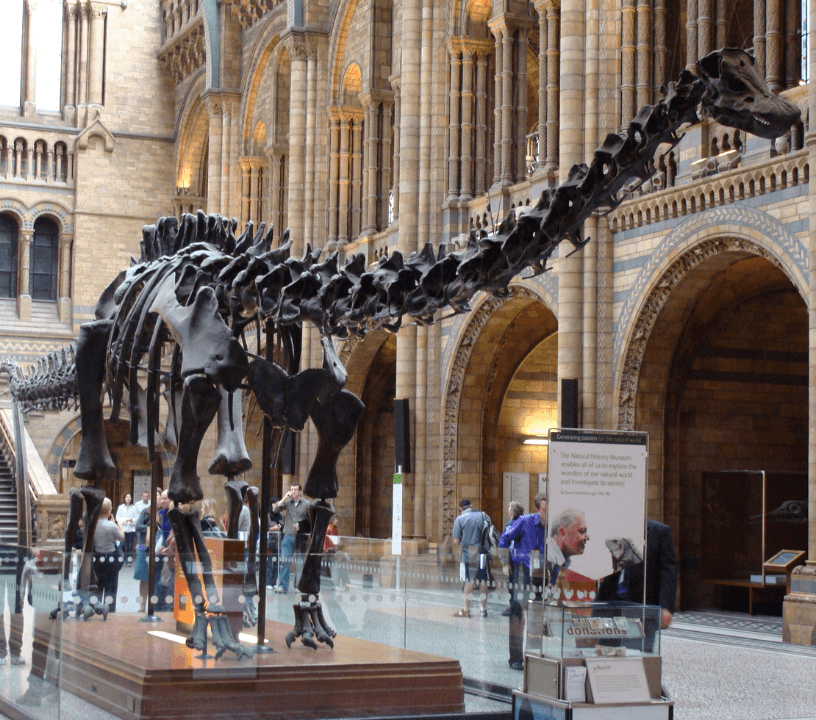 London Natural History Museum Family Dinosaur Discovery Tour - Titanosaurus skeleton on display