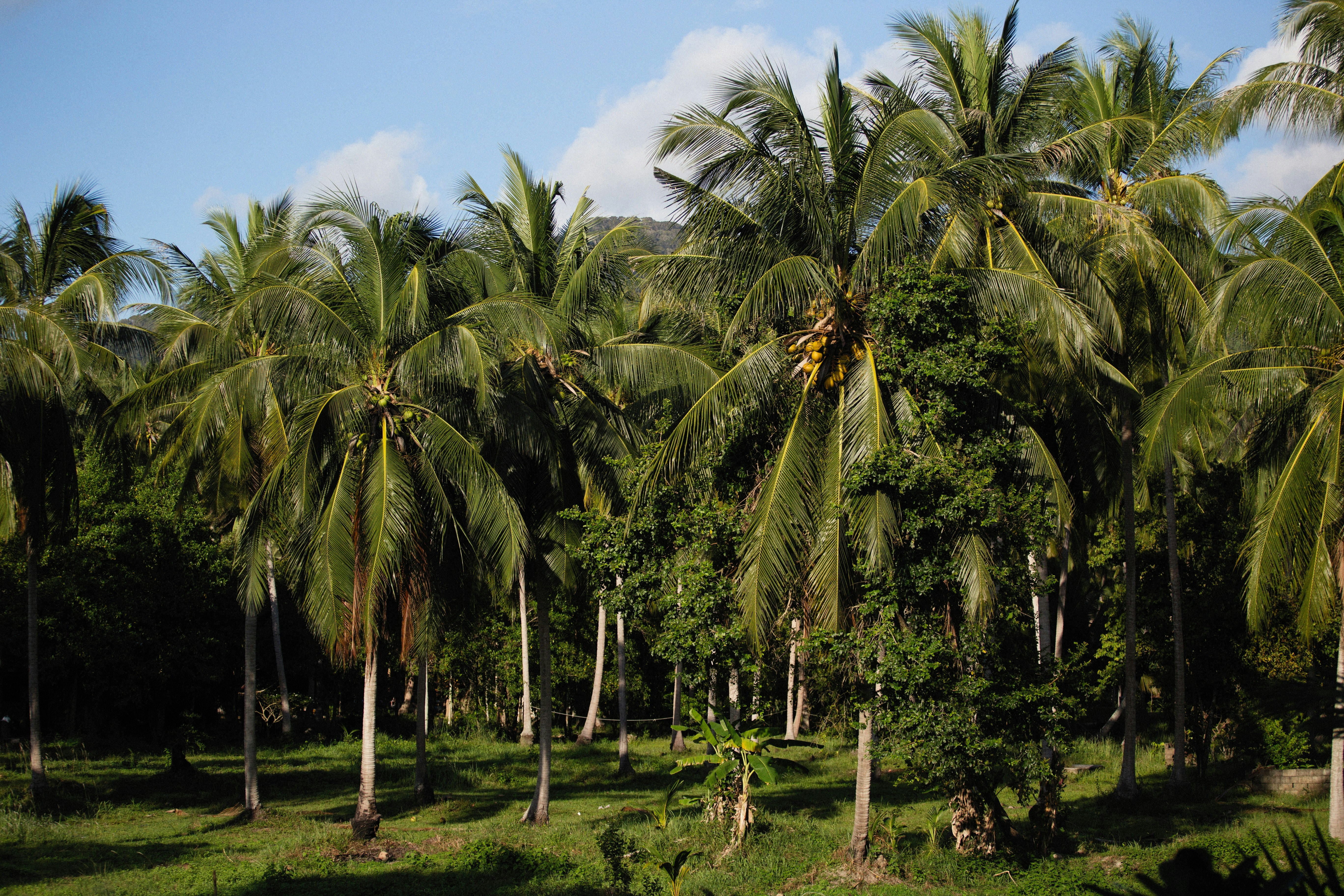 a grove of palm trees on a sunny day