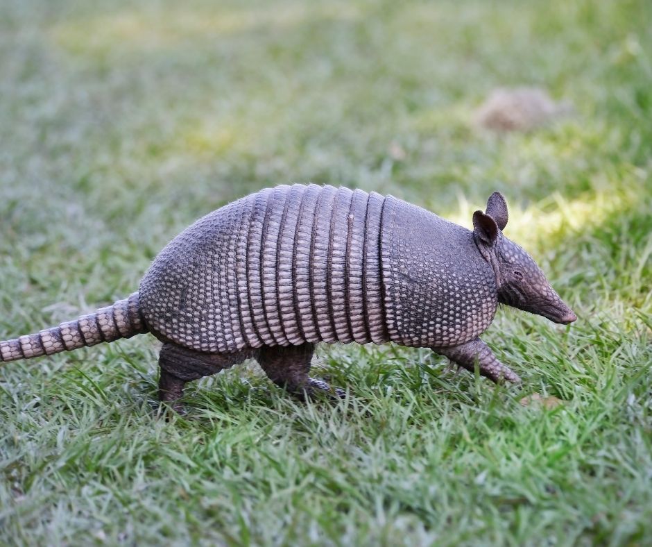 A side-profile photo of an armadillo walking across a patch of green grass.