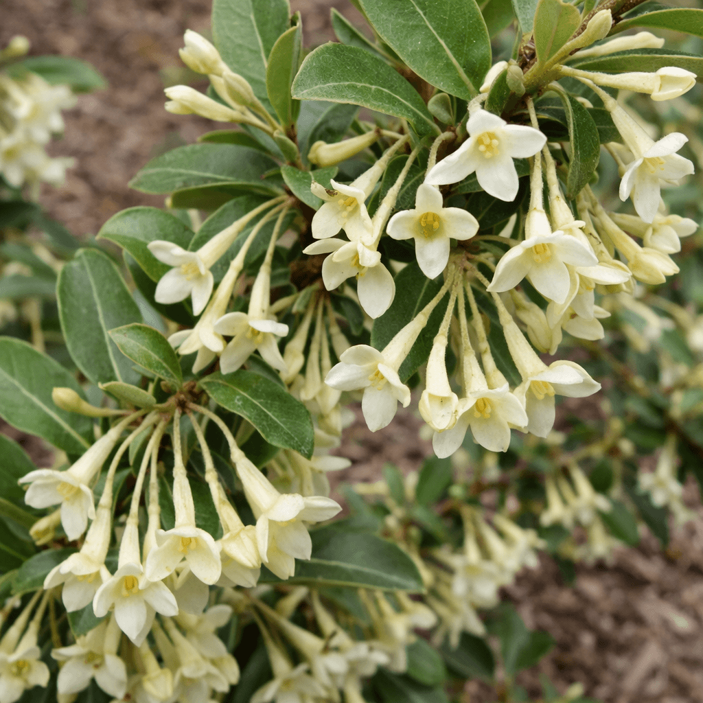 Goumi shrub in bloom with pale yellow tubular flowers clustered along branches