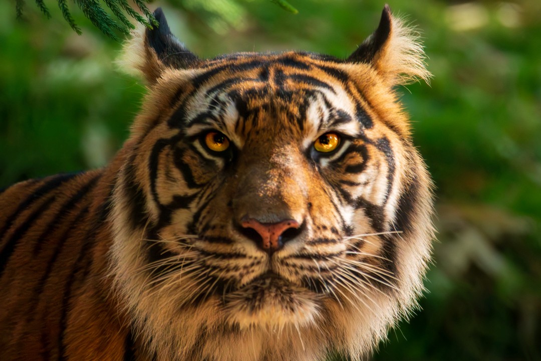 tiger