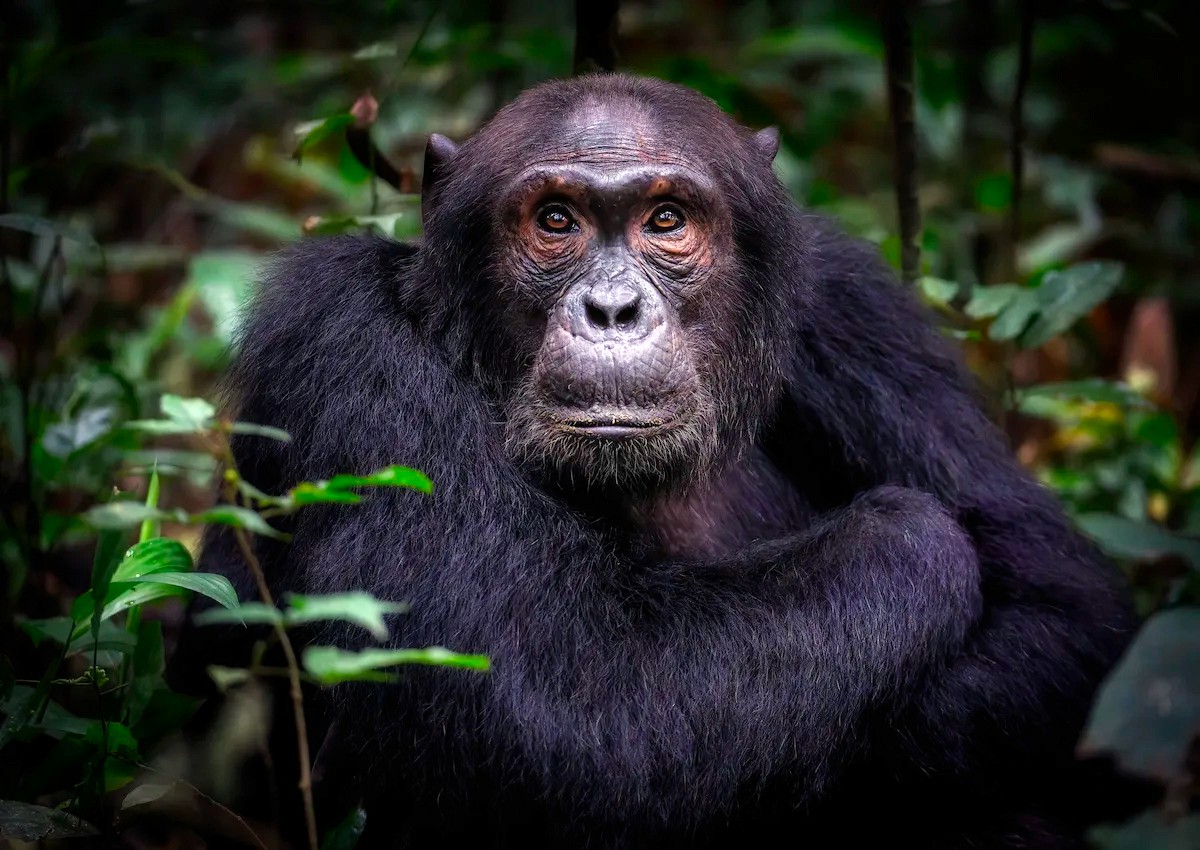 Chimpace en el Parque Nacional de Kibale, Uganda