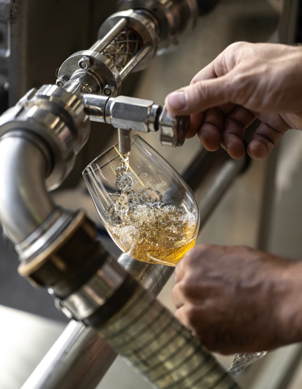 Prélèvement de vin blanc au robinet d'une cuve