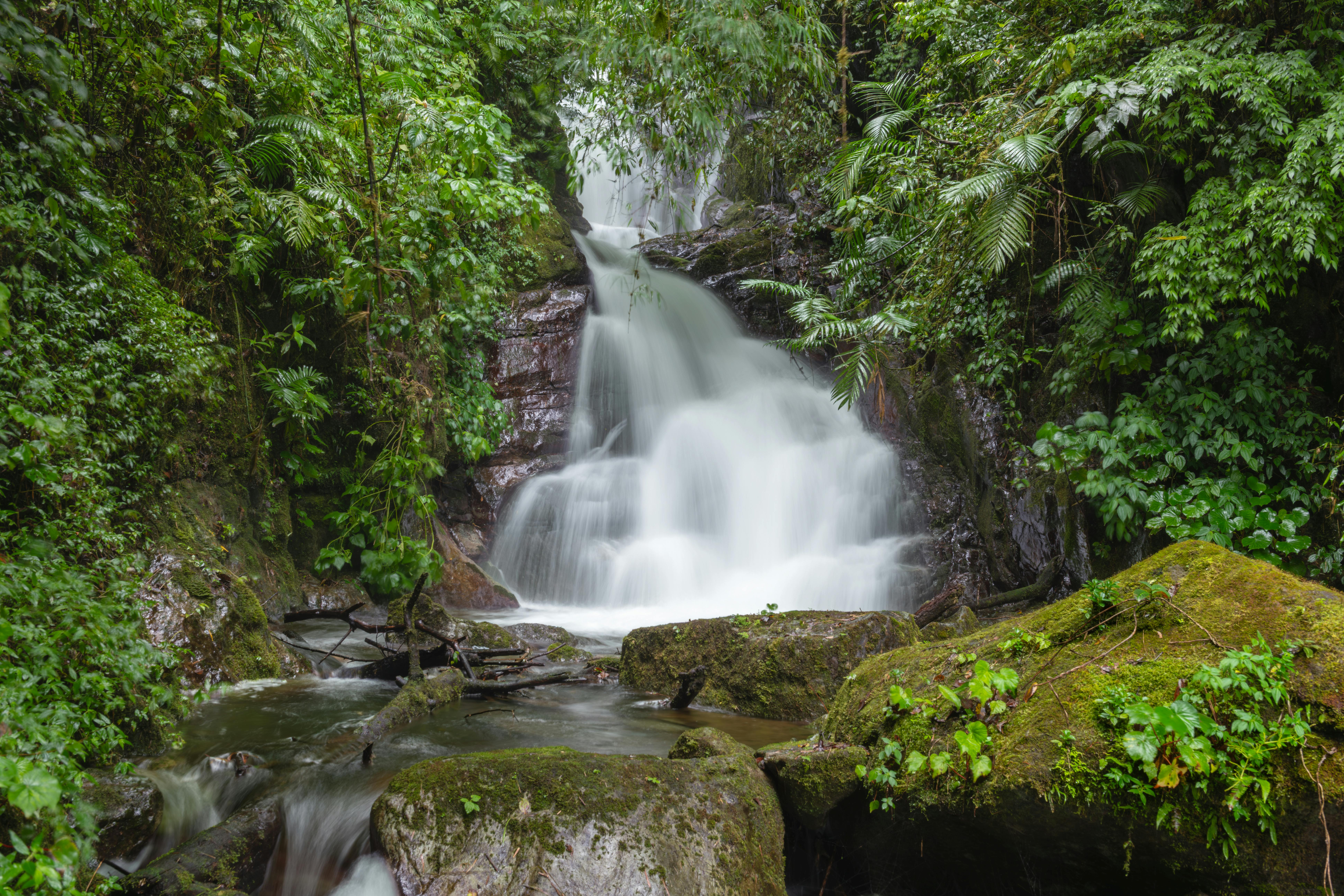 Waterway in a rainforest