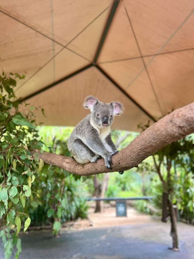 koala on a branch at australia zoo