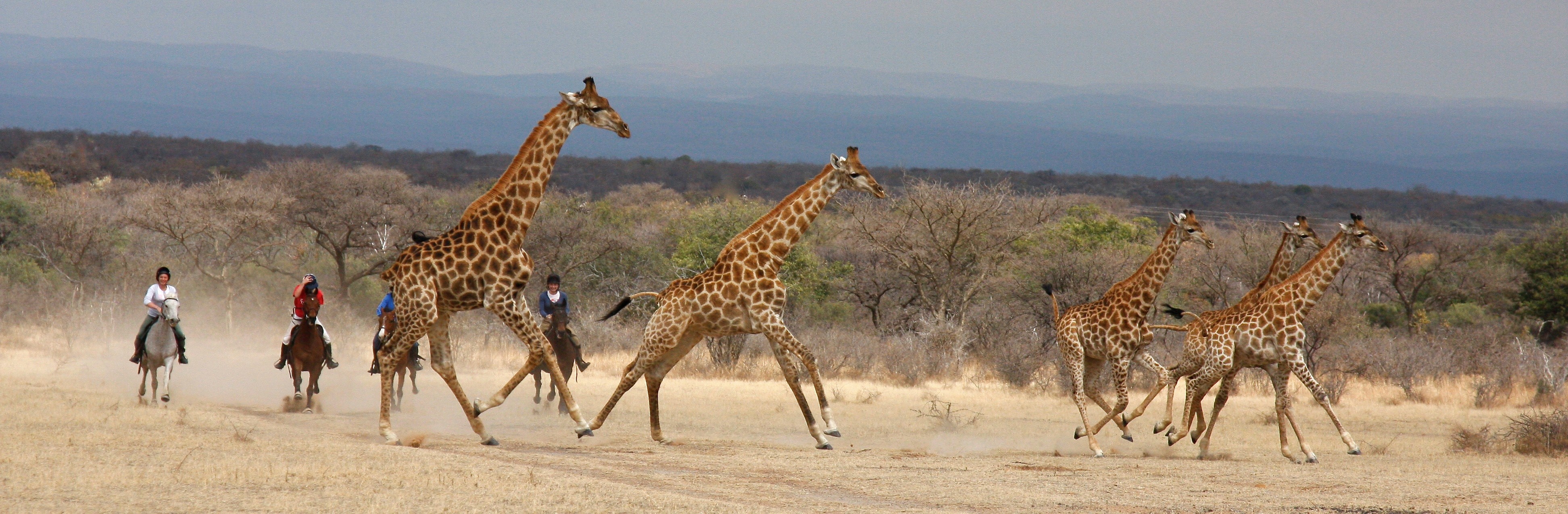 Ant's Nest. En grupp ryttare till häst på ridsafari galopperar bakom giraffer över savannen i Waterberg på en oförglömlig ridsemester i Sydafrika.